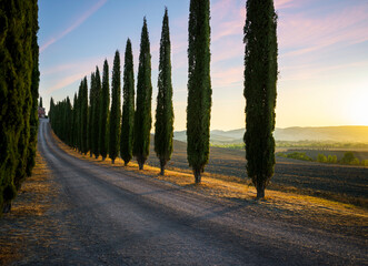 Wall Mural - perfect road/avenue through cypress trees towards house - ideal tuscan landscape