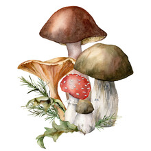 Watercolor Autumn Composition With Mushrooms. Hand Painted Amanita Muscaria, Chanterelle And Boletus Isolated On White Background. Botanical Forest Illustration For Design, Print Or Background.