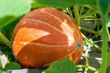 a large ripe yellow pumpkin is lying in a garden bed