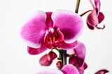 Fototapeta Storczyk - Pink orchid on a white background.