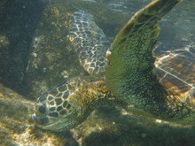 Cayman Islands Turtle Swimming Underwater