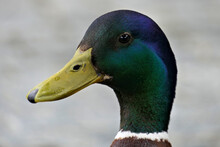 Closeup Head Of A Beautiful Male Mallard Duck From The Side