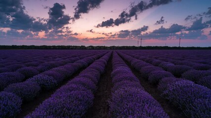 Wall Mural - amazing time lapse from night to day with moving clouds and rising sun over a beautiful blooming lav