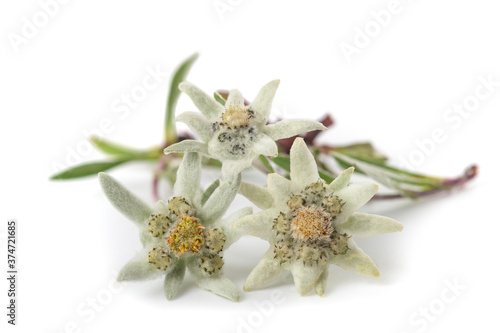 Fototapeta na drzwi i meble Edelweiss folwers