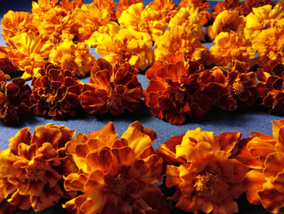 Wall Mural - a bouquet of bright orange flowers, marigolds.