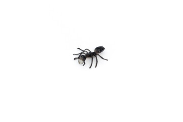 plastic toy insect - black ant on the white background, isolated, close up