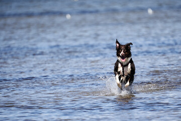  Dog runs in the water with splashes, copy space