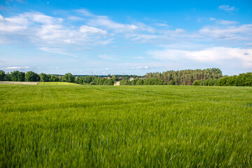 
green young field seen from the side