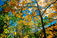 Aspens Start To Change Color In The Fall From Green To Gold On A Colorado Mountainside.