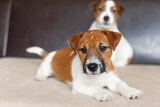 Fototapeta Zwierzęta - Two cute Jack Russell Terrier puppies. Love for pets, dog day.