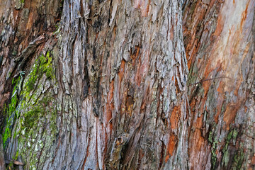 Eucalyptus trunk texture