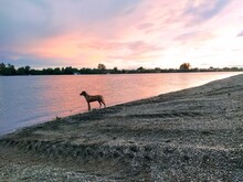A Lonely Dog Stands In The Water And Looks At The Course Of The River. The Dog Heard A Fish In The River And Wants To Catch It. Evening Sunset. Rocky Beach In The Evening Or At Night. Colored Clouds.