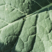Green Leaf Texture. Green Leaf Macro. Close Up Of Broccoli Leaves