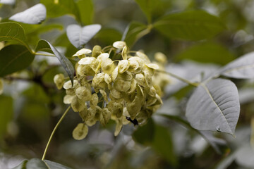 Wall Mural - Fruits of a common hoptree, Ptelea trifoliata