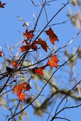 Sticker - red autumn leaves