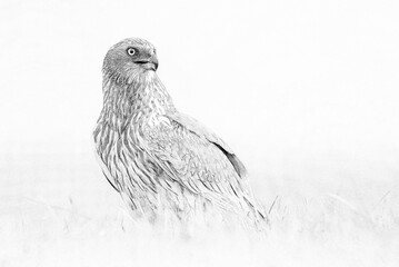 Canvas Print - Western Marsh harrier ( Circus aeruginosus )  - male - sketch