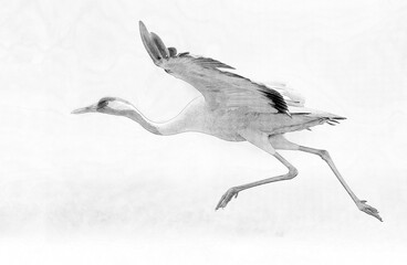 Sticker - Common crane (Grus grus) bird - sketch