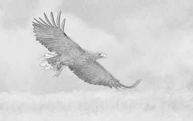 Canvas Print - White tailed eagle (Haliaeetus albicilla) - sketch