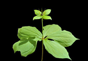 Blooming noxious herb Paris (Paris hexaphylla)