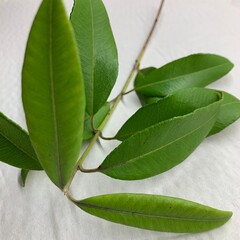 Lemon Myrtle Backhousia Citriodora