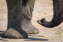 Close Up On Elephant Trunk And Feet Standing In Savuti In Botswana