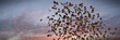 swarm of monarch butterflies, Danaus plexippus cloud during sunset
