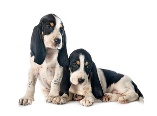 Poster -  puppies bernese Schweizer Laufhund