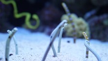 Spotted Garden Eels And Striped Garden Eel Slow Motion 4k	
