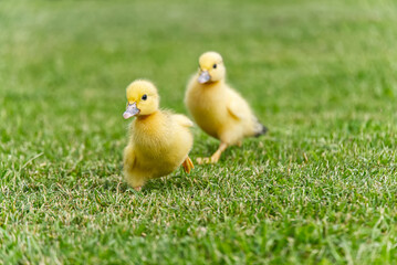 Small newborn ducklings walking on backyard on green grass. Yellow cute duckling running on meadow field on sunny day.