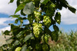 green hop on field, with leaves. fall harvest. Season plant. Herbal.