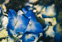 Beautiful Blue Hydrangea Flowers Under Drops