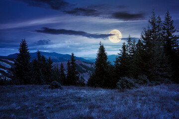 Wall Mural - spruce forest on the hillside meadow at night. colorful grass in autumn. hills rolling in to the dis