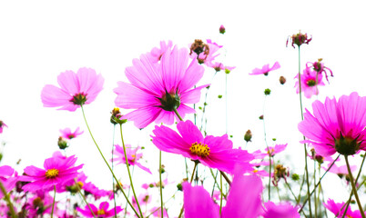 beautiful pink cosmos flowers blooming in garden.