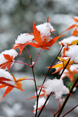 雪に覆われる冬の紅葉