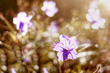 Vintage image of beautiful purple flowers with flare light in the morning.