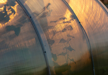 Wall Mural - Plant in a greenhouse at sunset as an abstract background.