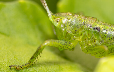 Wall Mural - Green grasshopper in grassy vegetation.