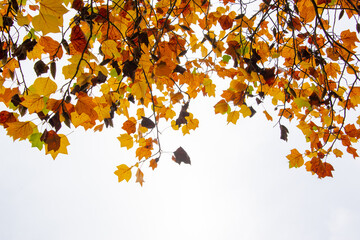 Wall Mural - colorful autumnal leaves on white with copy space. tree and branches in autumn background.