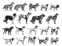 Dog Collection - Vintage Engraved Vector Illustration From Larousse Du Xxe Siècle