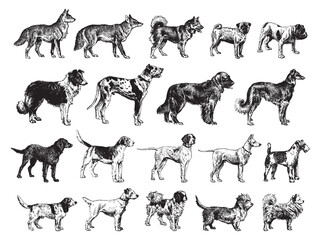 dog collection - vintage engraved vector illustration from larousse du xxe siècle