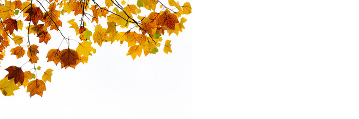 Wall Mural - Colorful autumnal leaves on white panoramic background with copy space. Autumn web banner, fall header