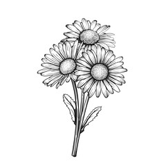 Wall Mural - beautiful monochrome, black and white daisy bouquet flowers isolated. for greeting cards and invitations of the wedding, birthday, Valentine's Day, mother's day and other seasonal holiday