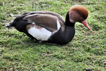 A view of a Pochard Duck