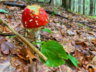 Sticker - Red poisonous mushrooms in a beautiful forest