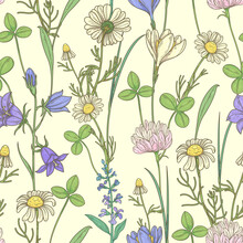 Seamless Pattern With Wildflowers. Pattern With Daisies, Clover And Bellflowers