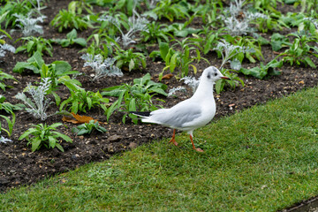 Sticker - Closeup shot of a dove in a garden in Paris- perfect for background