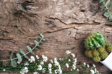 wooden background and frame with leaves, cactuses and white flowers