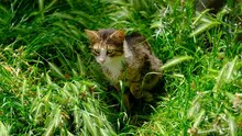 An Uneasy, Cowardly Tabby Stray Cat In The Grass And Herbage	