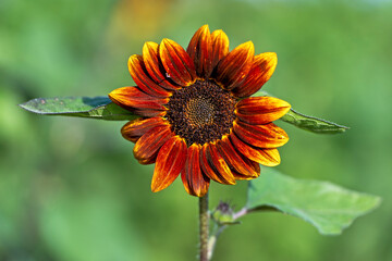 Wall Mural - orange sunflower on green background