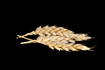 Wall Mural - spikelets of wheat isolated on black background